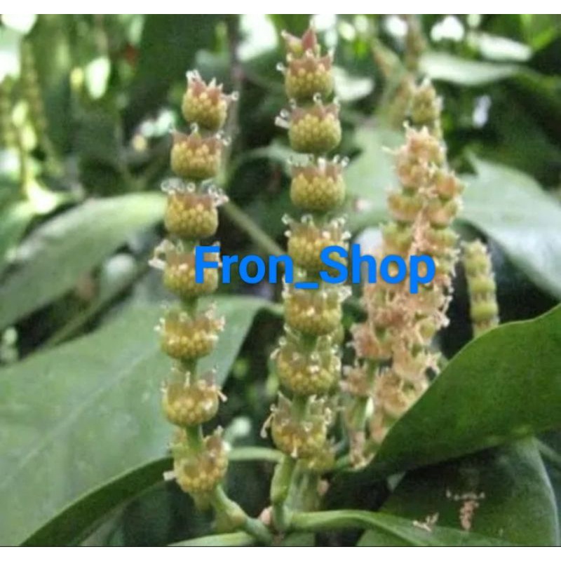 

100 Grm Uceng Melinjo Suceng Melinjo Segar Kembang Melinjo