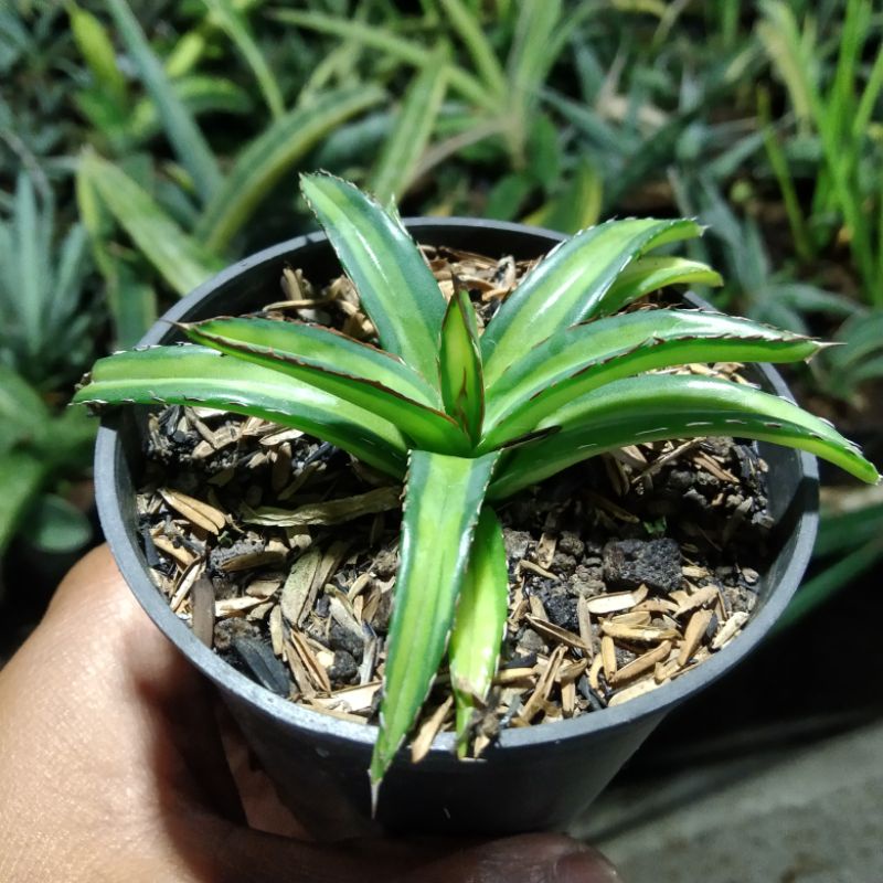kaktus sukulen// agave reginae varigata tengah kuning
