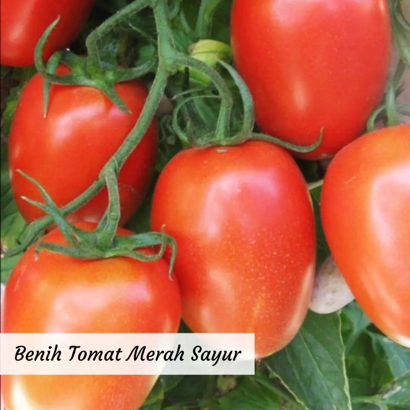 Benih Tomat Merah Sayur Benih Sayuran