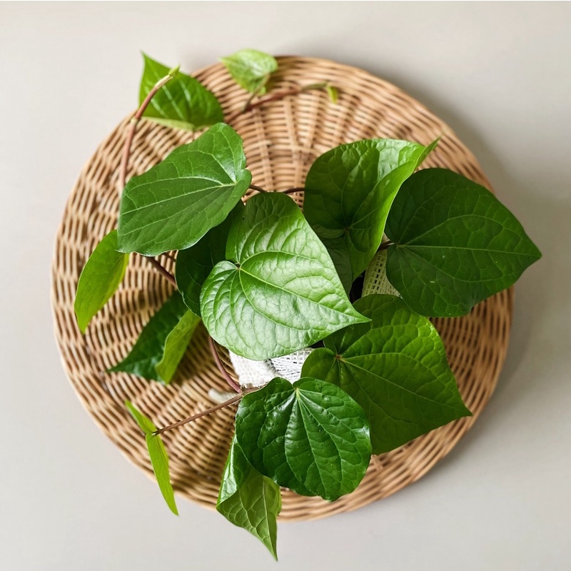 

Daun sirih organik segar per lembar, langsung petik dari kebun