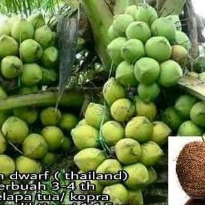 bibit kelapa dwarf unggul berkualitas