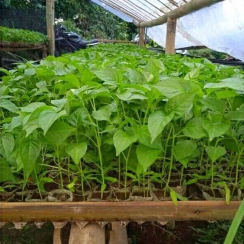 DIARY PETANI - Bibit Caberawit Setan Siap Tanam Tinggi 10 - 15 cm