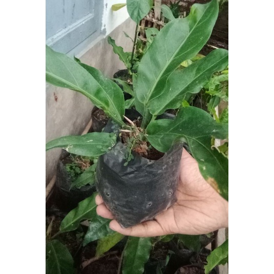 Bibit gelombang cinta (anthurium)