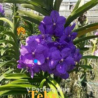 ANGGREK VANDA  DEWASA WARNA UNGU