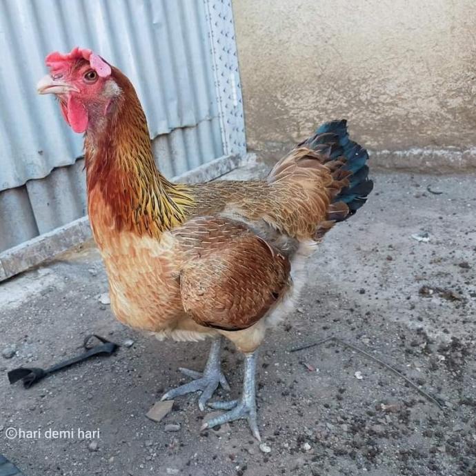 Betina Babon Ayam Pelung Jumbo Produkan Asli Original Siap Nelur