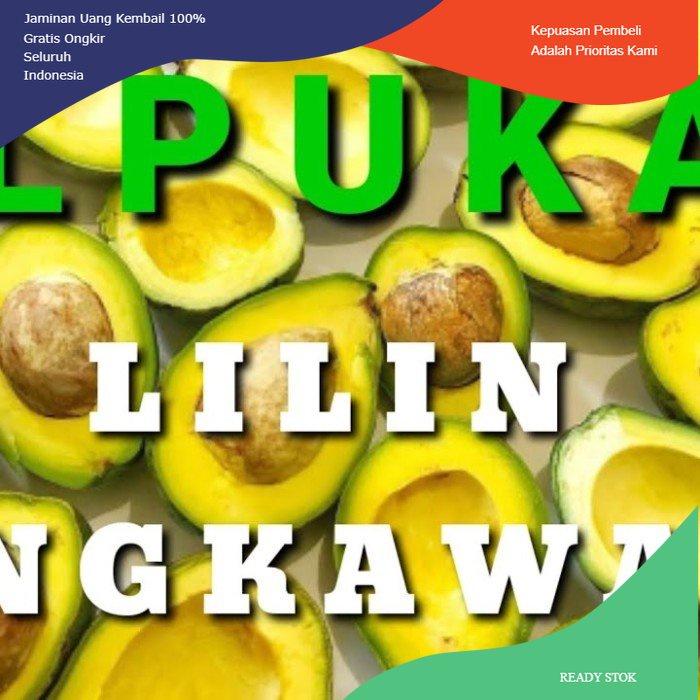 Bibit Alpukat Lilin Sinka tinggi 1 meter - Alpukat premium