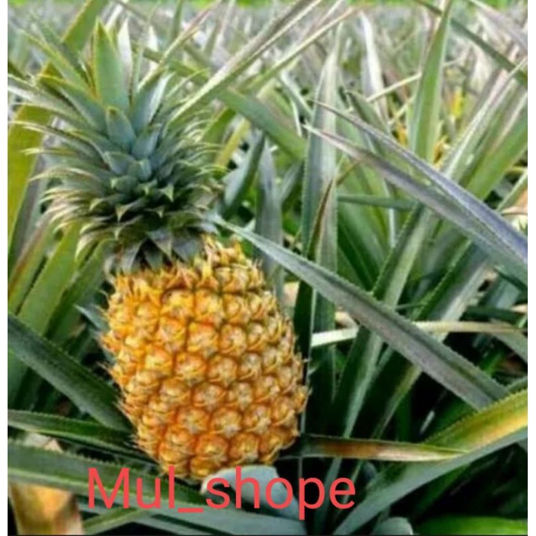 BIBIT NANAS MADU SUPER JUMBO