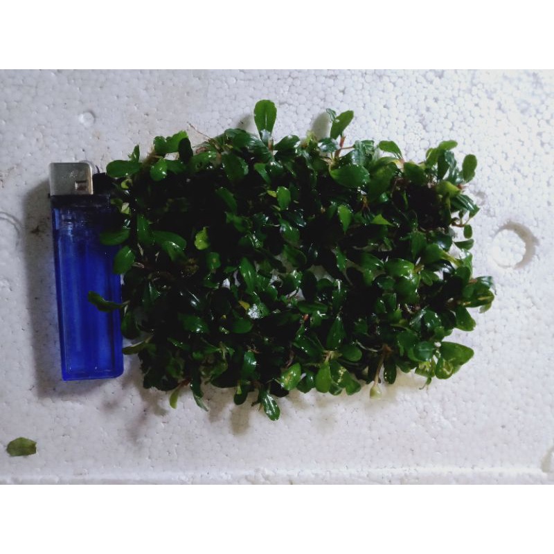 buce sp mini  buat daun bonsay aquascape