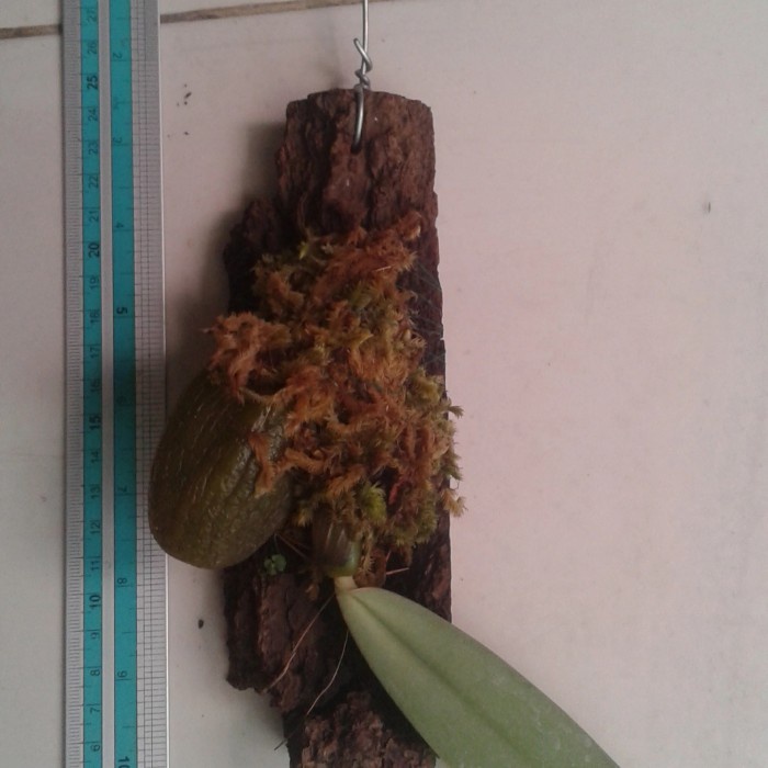 Harga Termurah Anggrek Dasi / Bulbophyllum Macrobulbon