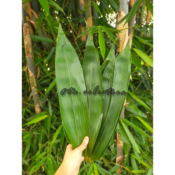 

Daun bambu segar BESAR, Seribu 10 pcs, Daun pring