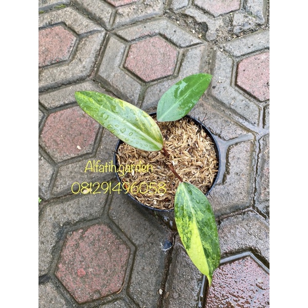 philodendron strawberry shake