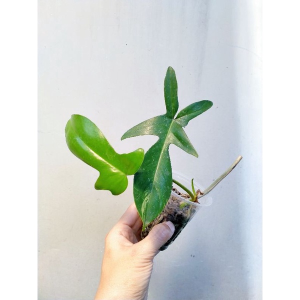 Philo Philodendron Flobe Florida Beauty Varigata