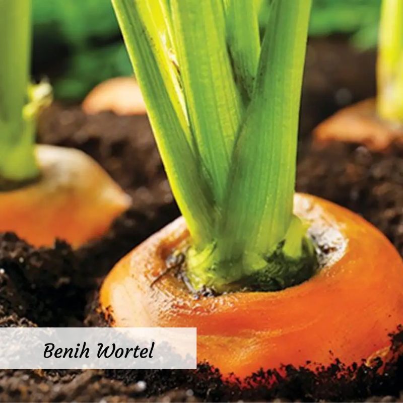 Benih Wortel Benih Sayuran