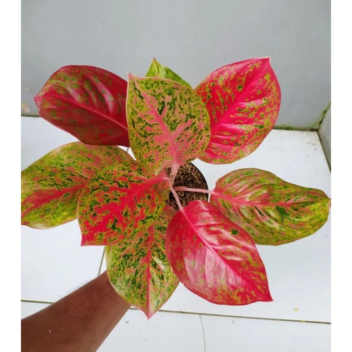 tanaman hias aglonema red striptis - bunga aglonema red striptis - aglonema merah - tanaman hias hid