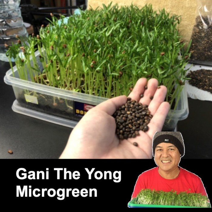 Benih Benih Kangkung Microgreen 500Gr
