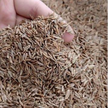 

Model Terkini ★★★ CUMIN SEEDS / JEERA / JINTAN INDIA / WANGI1 KG ★