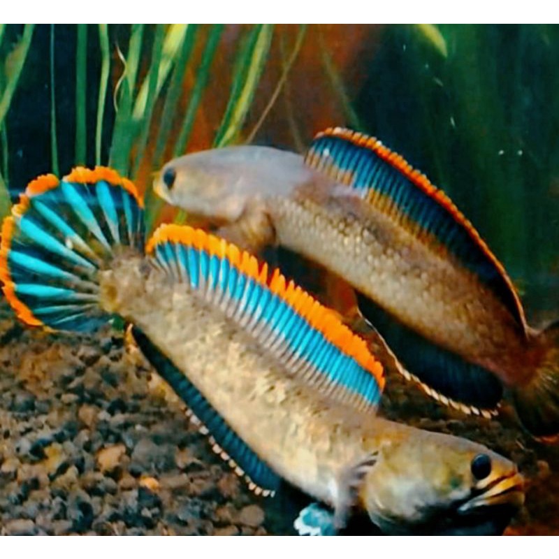 limbata pair/ sepasang