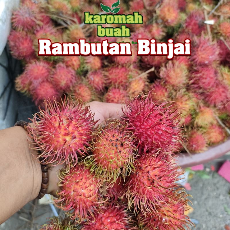 

BUAH RAMBUTAN BINJAI ASLI 1KG ( manis & ngelotok )