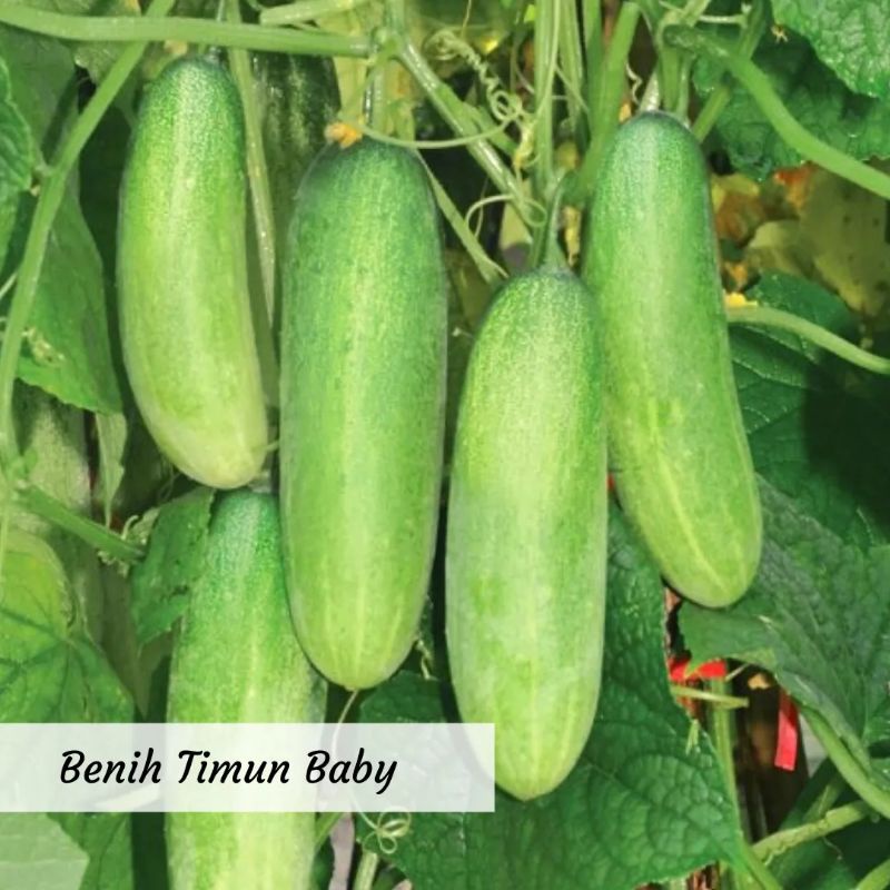 Benih Timun Baby Benih Sayuran
