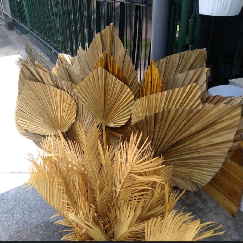 daun aesthetic palem sadeng kering lebar 30cm,kwalitas terbaik