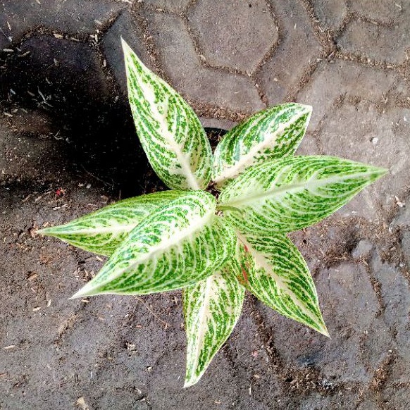 Aglonema Legacy White Dewasa Daun 7-8-9