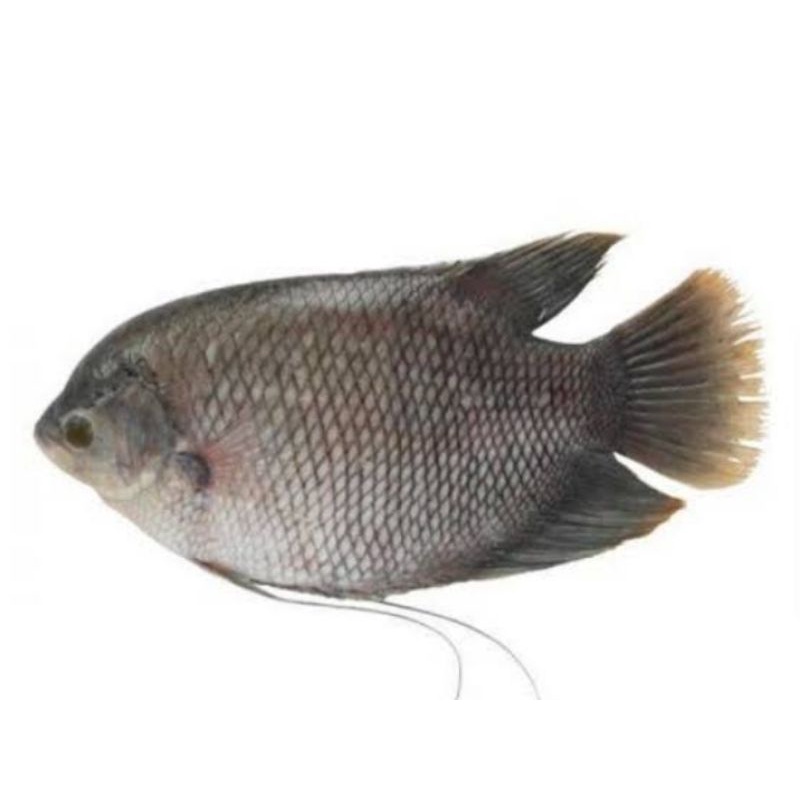 

ikan gurame fresh