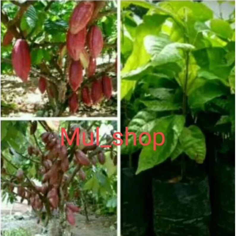BIBIT KAKAO/ BENIH BUAH KAKAO / POHON / TANAMAN KAKAO, (TERMURAH)