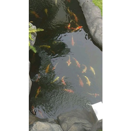 Jasa Kolam Koi