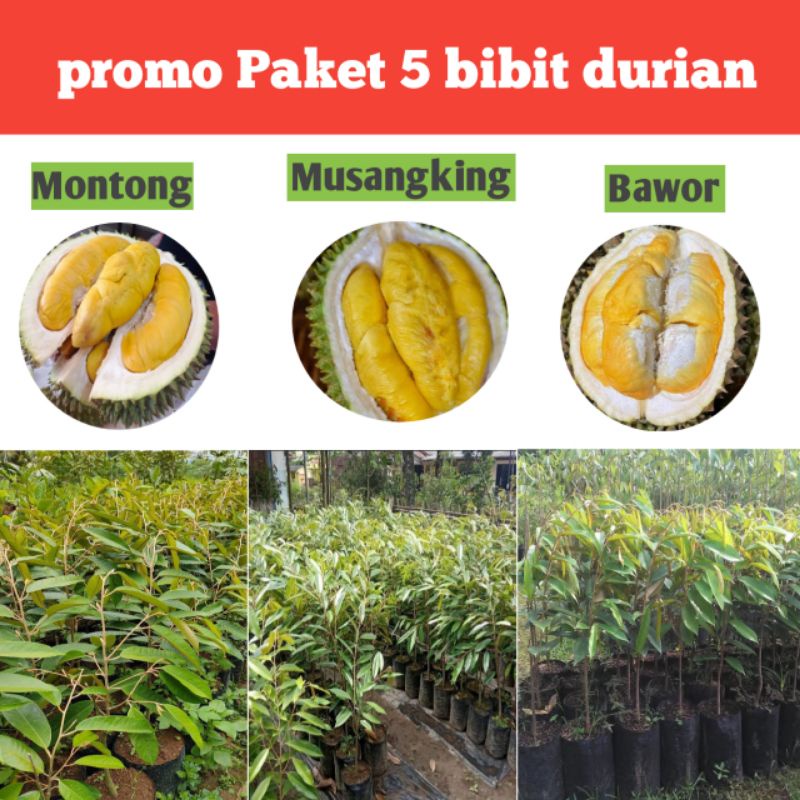 paket 5 bibit durian