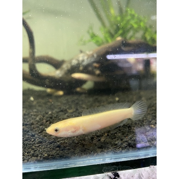 limbata golden xantic 5-6cm  5ekor free packing sticker pelet