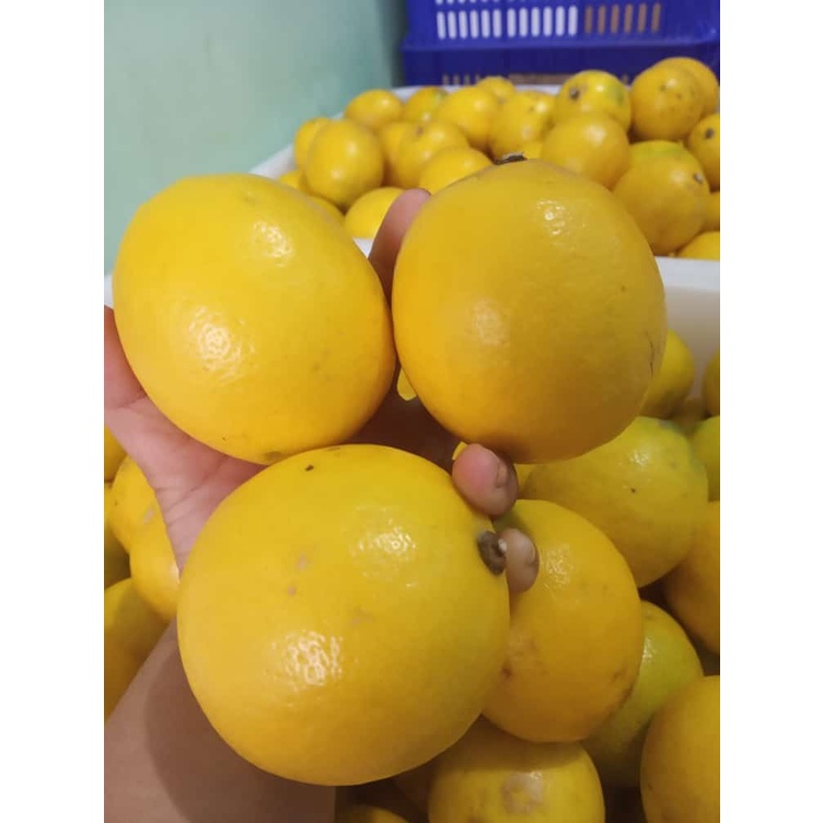 

Jeruk Lemon Lokal Besar 500gr -01