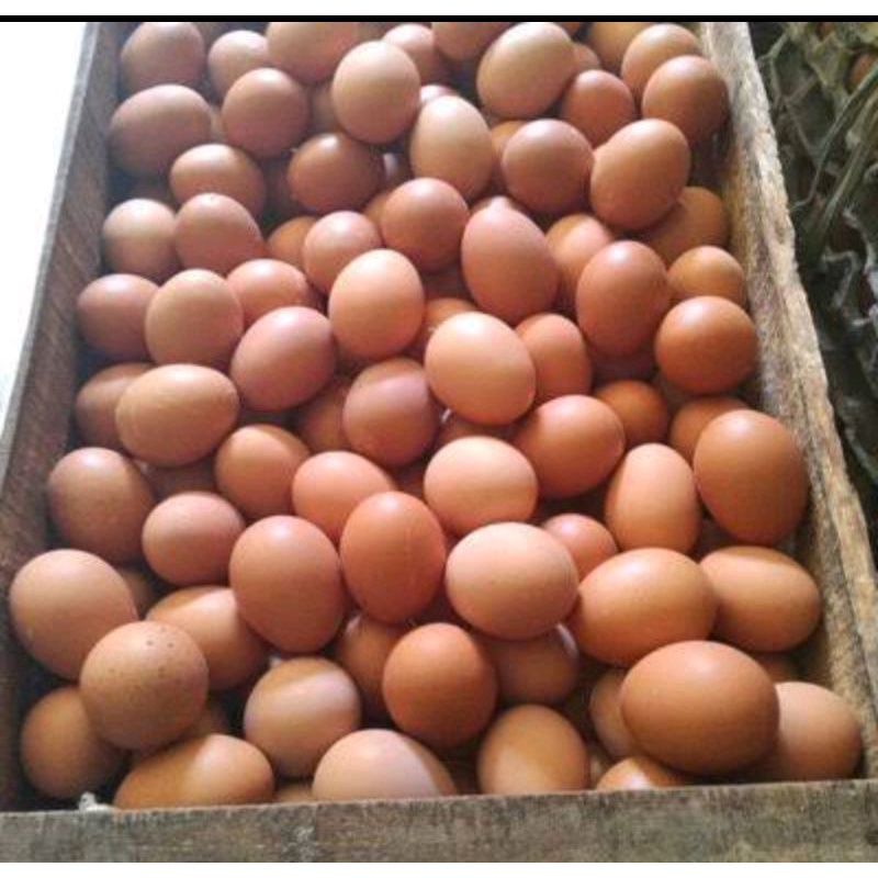 

Telur Ayam Negeri 1 Kilo