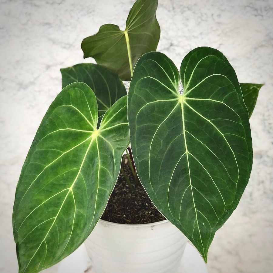 Tanaman Hias Anthurium Magnificum Verde Jumbo