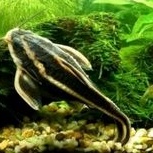 ikan hias aquascape platydoras catfish ikan hias air tawar  ikan hias sapu sapu pemakan alga algae p