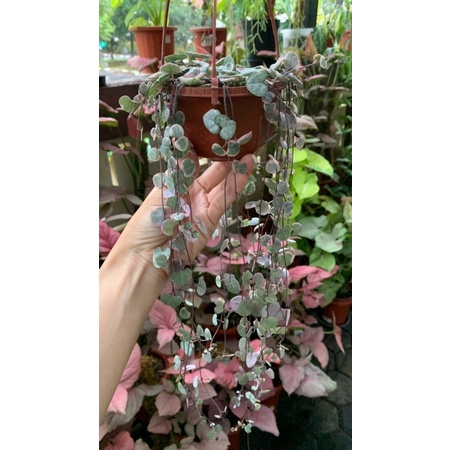 String of heart variegata (Pesanan Kak Citra)