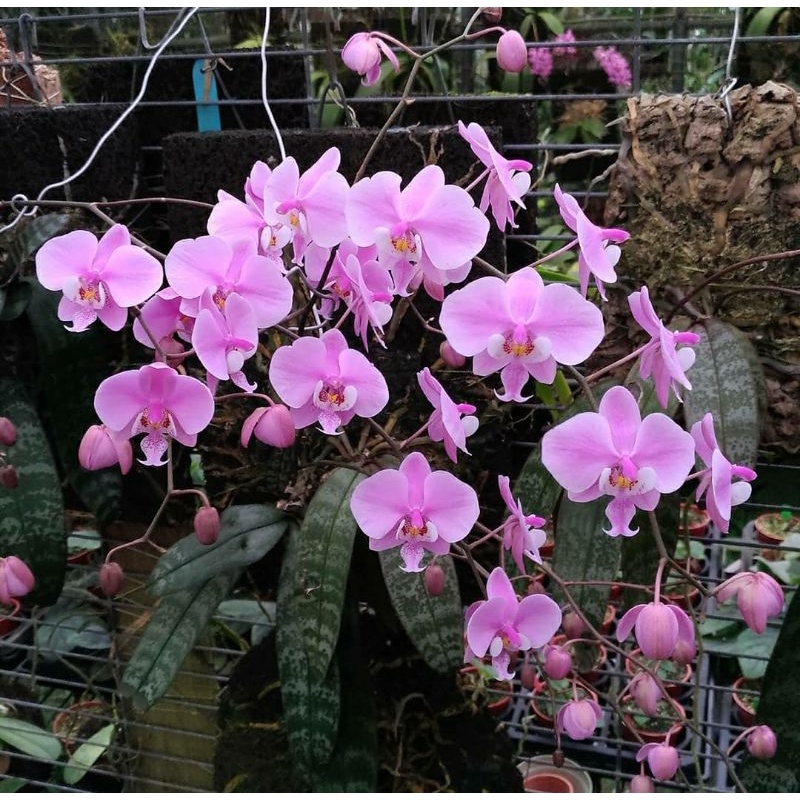 Phalaenopsis Schilleriana
