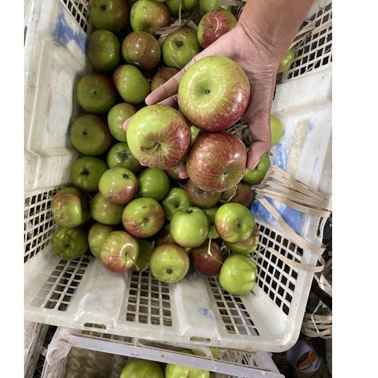 

✨ 7.7 apel rome beauty fresh dari kebun isi 15 biji per 1 kg