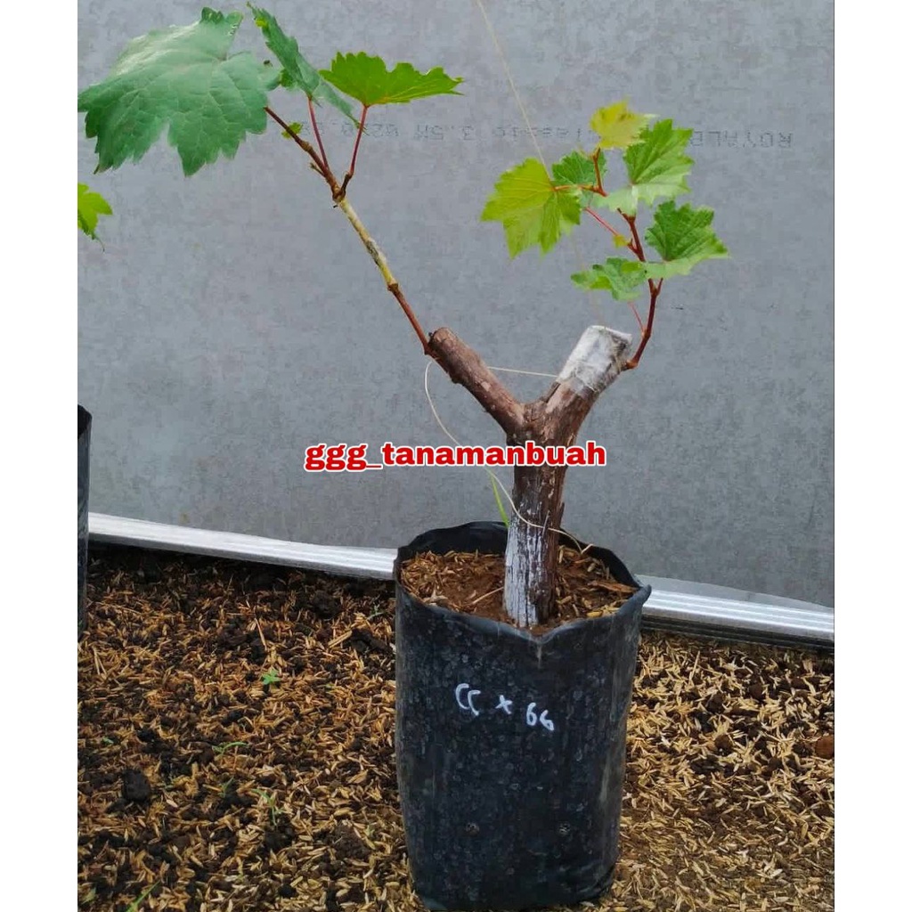 Bibit Anggur Giant Grande Hasil Grafting Cepat Berbuah Dalam 6 Bulan