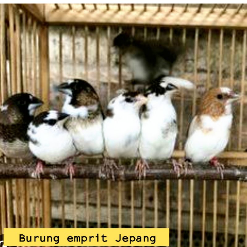 Apakah Burung Emprit Halal untuk Dimakan?