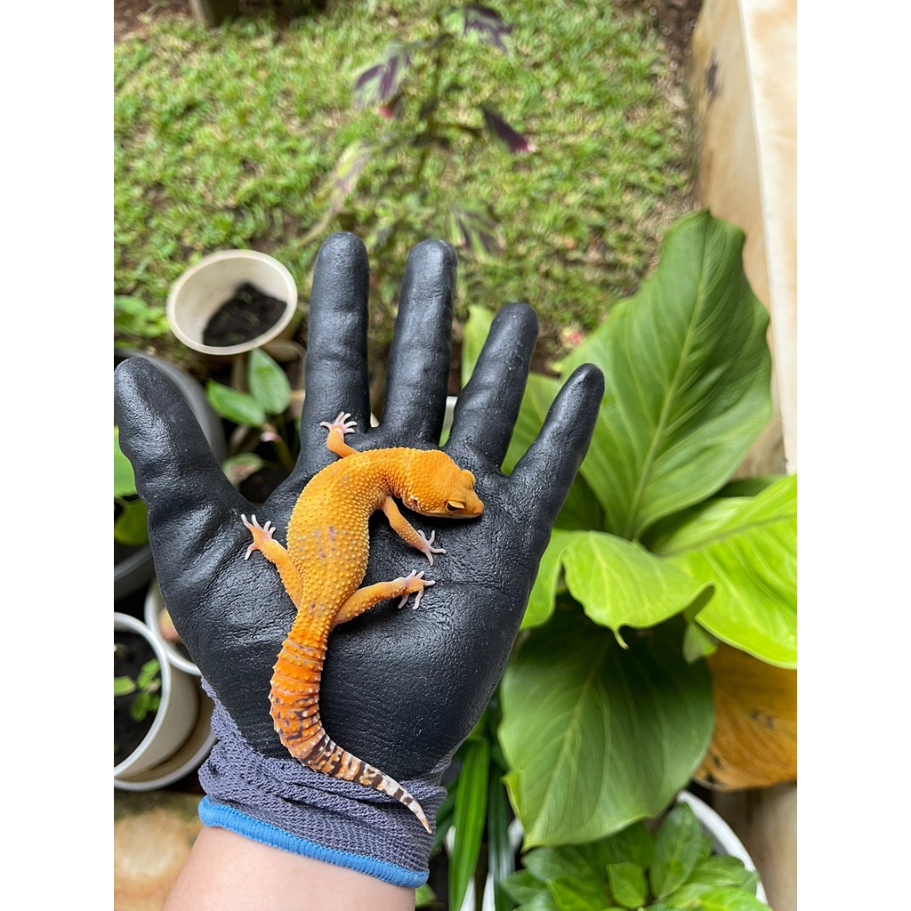 MAINAN - GECKO GIANT SUNGLOW BABY 1-2 BULAN