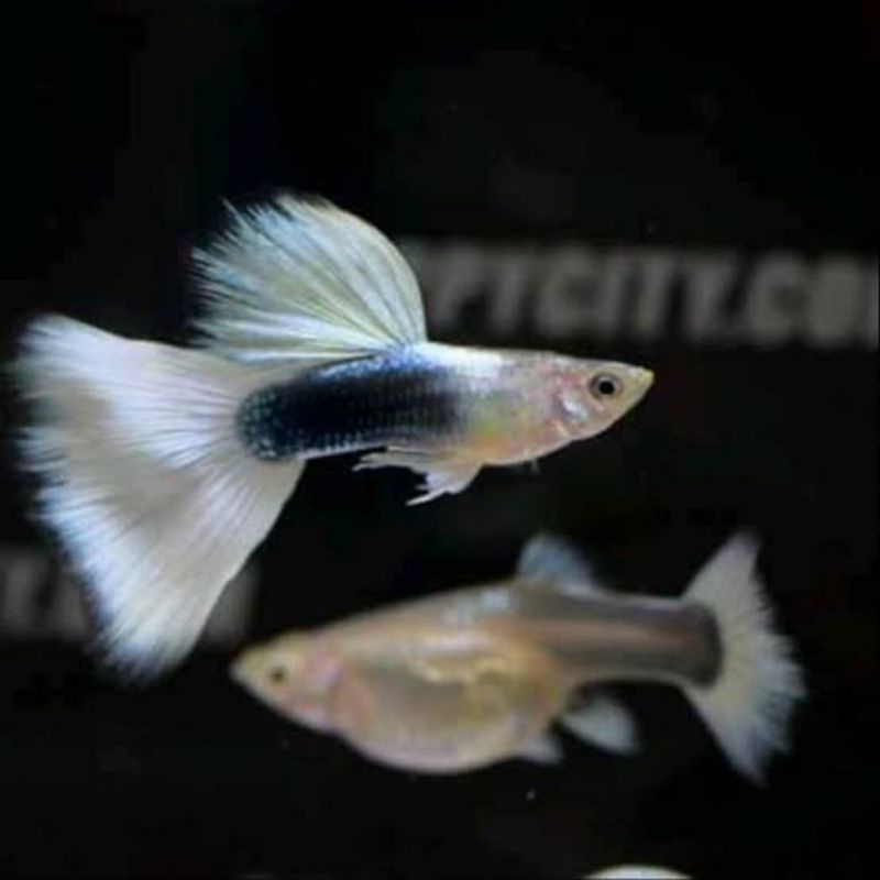 Guppy Hb White Sepasang betina siap beranak