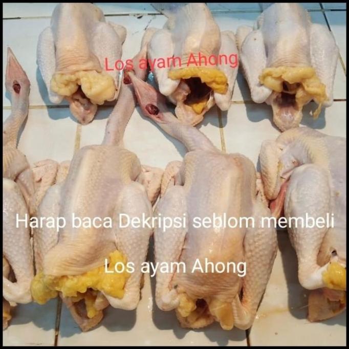 

SALE AYAM KAMPUNG ASLI DIJAMIN FRESH 100% TERLARIS F5464RY
