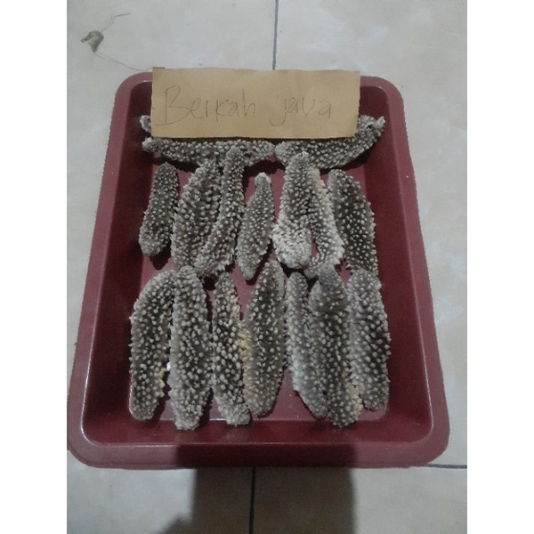 TERIPANG DURI HAISOM QUALITY / TERIPANG LAUT GAMAT KERING - 100 gram