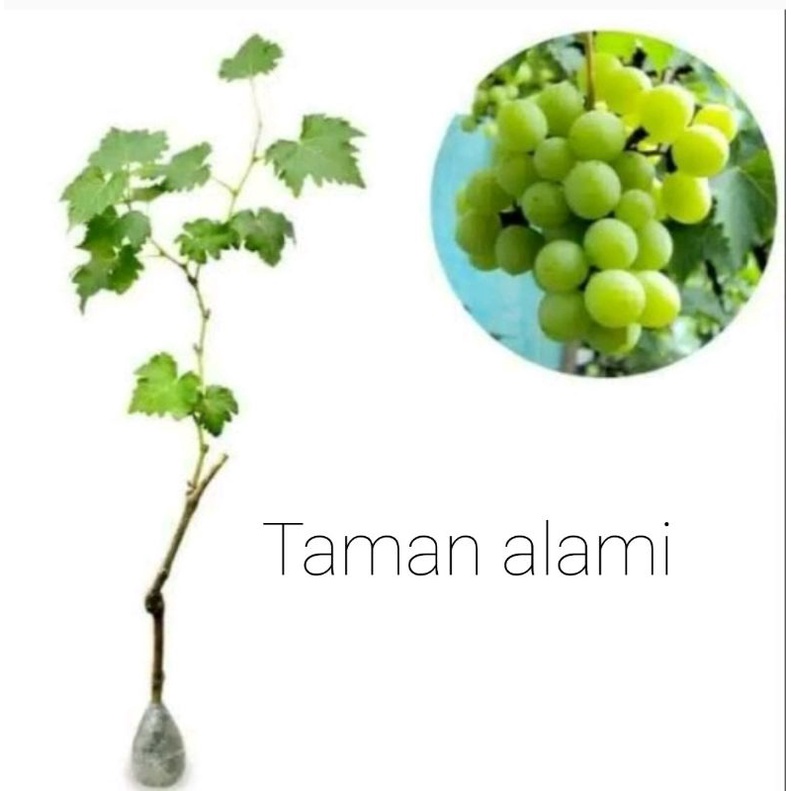 bibit buah anggur - pohon buah anggur