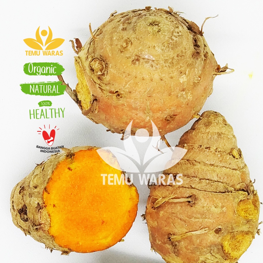 

Biang Kunyit 500gr atau Biang Kunir Segar Organik Asli Gunung