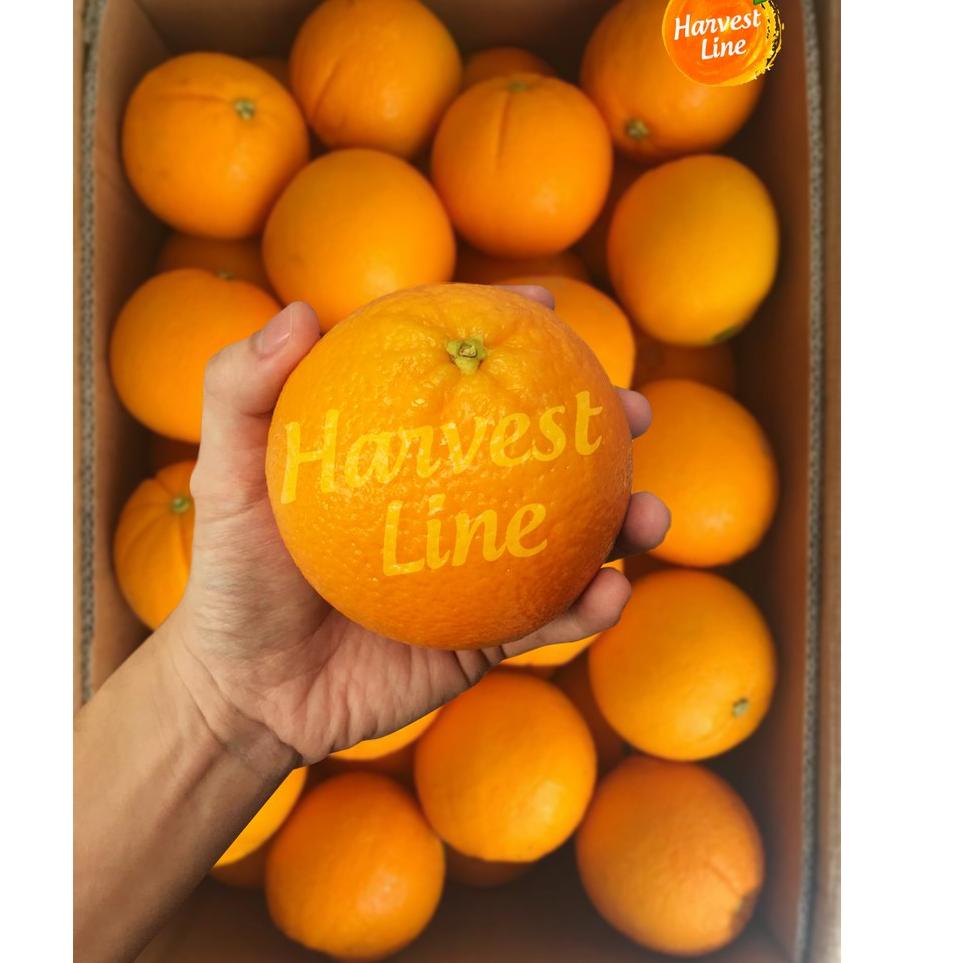 

GROSIR_JAKARTA BUAH JERUK SUNKIST NAVEL 1KG [HARVEST LINE]