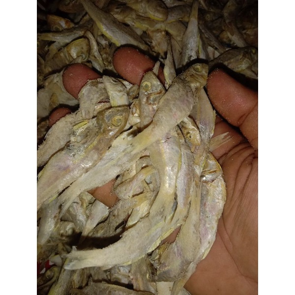 

IKAN ASIN OBLO 500 GRAM