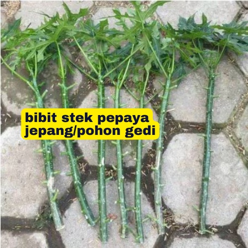 BIBIT STEK PEPAYA JEPANG (DAUN GEDI) tidak pahit