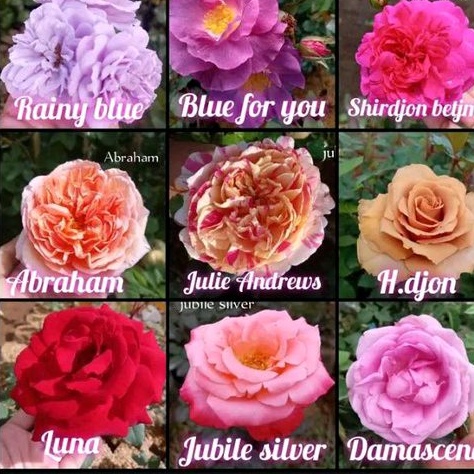 mawar indukan import 30