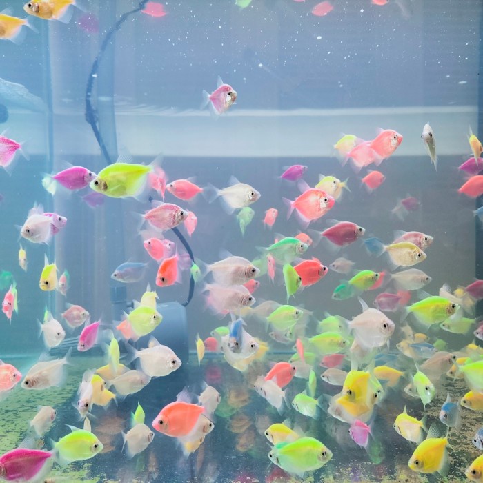 Glofish Tetra partai 1000e garansi 100% mati uang kembali warna random (toko oshe)